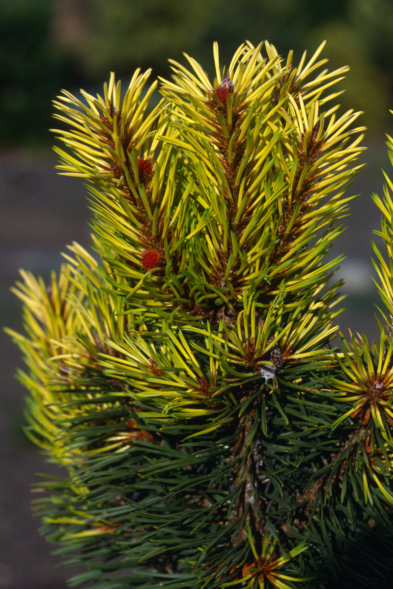 Pinus contorta 'Taylor's Sunburst' Lodgepole Pine