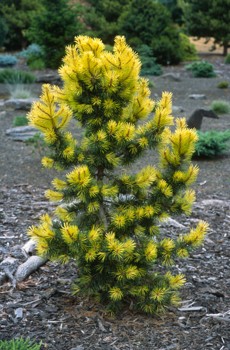 Pinus contorta 'Taylor's Sunburst' Lodgepole Pine