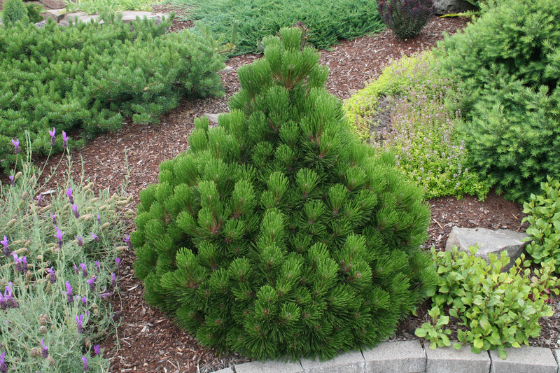 Pinus leucodermis 'Banderica' Bosnian Pine