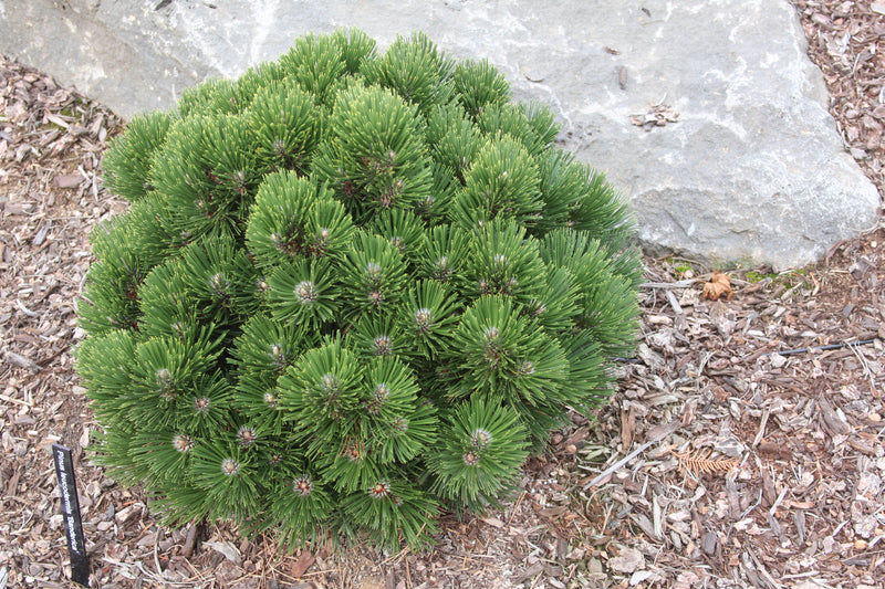 Pinus leucodermis 'Banderica' Bosnian Pine