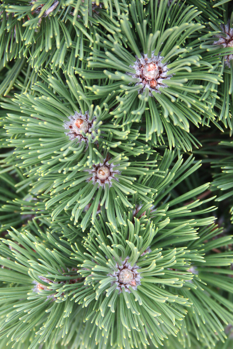 Pinus leucodermis 'Banderica' Bosnian Pine