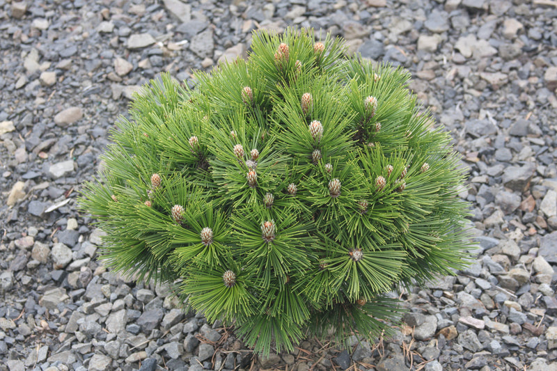 Pinus leucodermis 'Banderica' Bosnian Pine