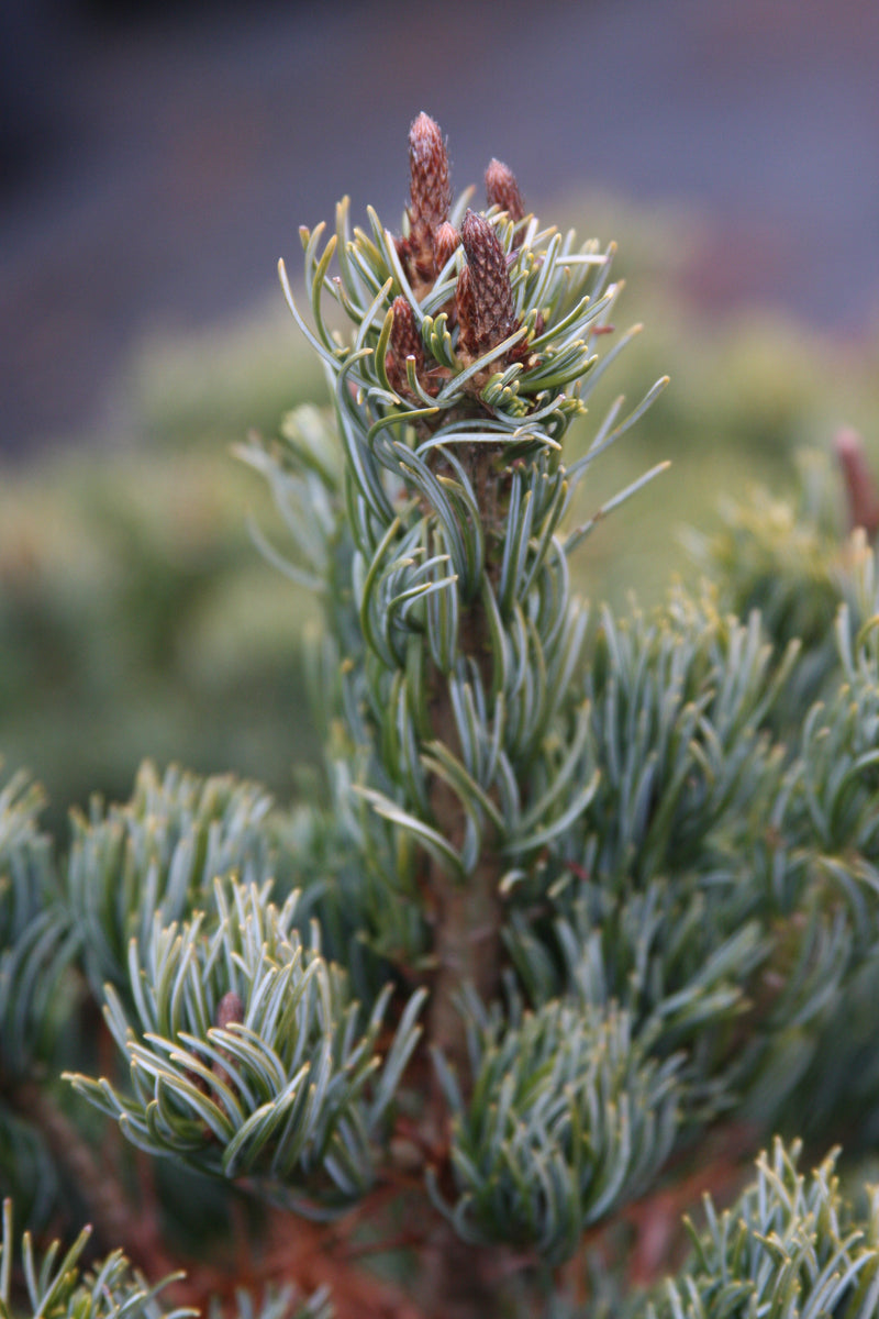Pinus parviflora 'Aoba jo' Japanese White Pine