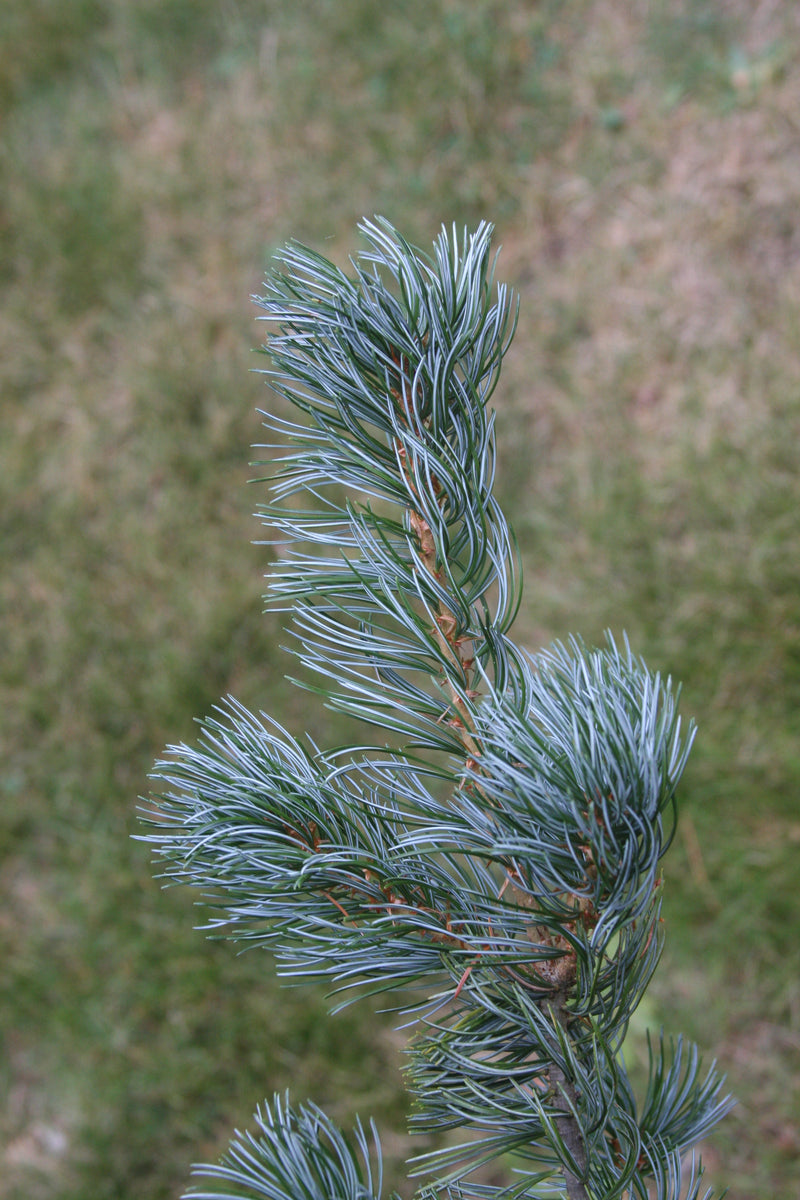 Pinus parviflora 'Aoba jo' Japanese White Pine