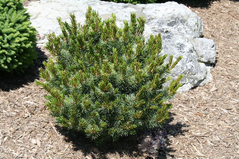 Pinus parviflora 'Blue Lou' Dwarf Japanese White Pine