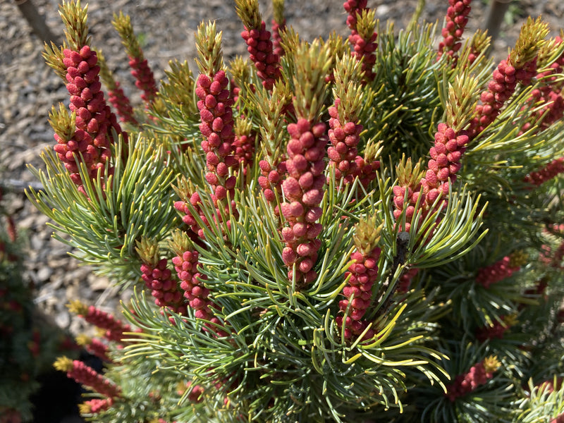 Pinus parviflora 'Blue Lou' Dwarf Japanese White Pine