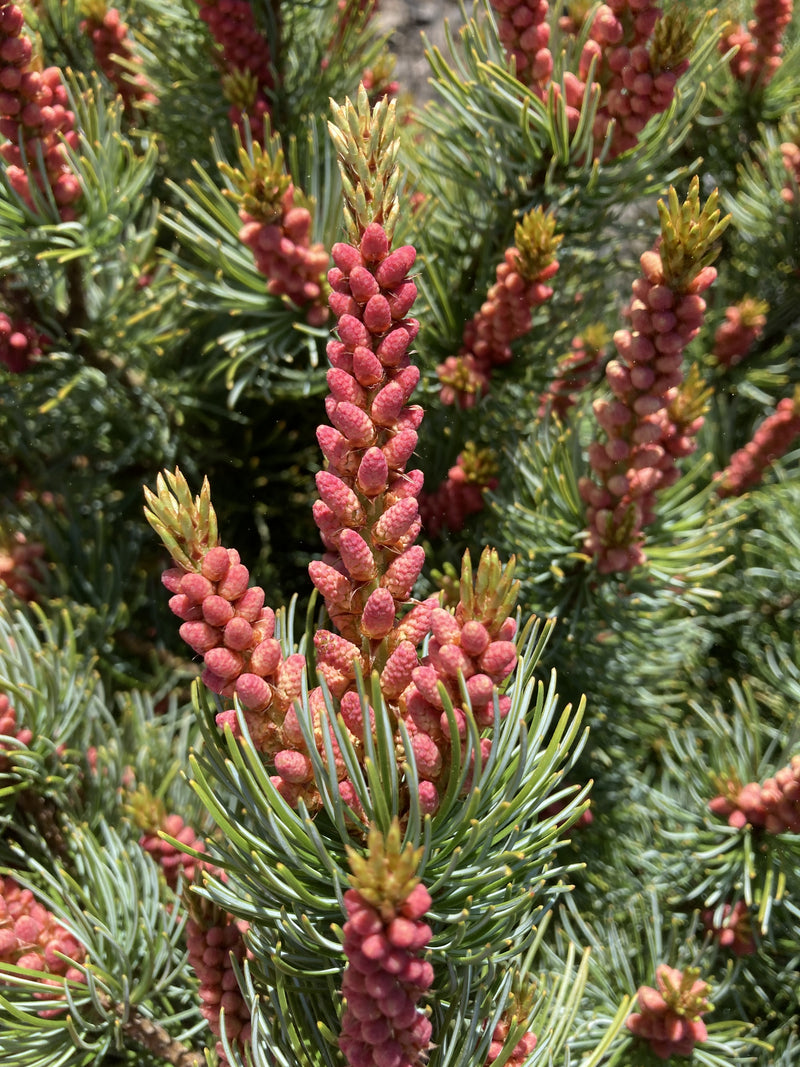 Pinus parviflora 'Blue Lou' Dwarf Japanese White Pine