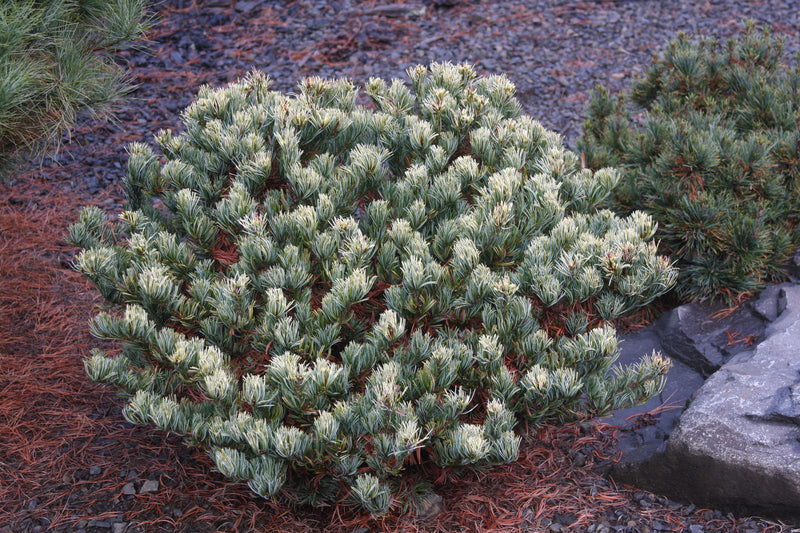 Pinus parviflora 'Golden Samurai' Japanese White Pine