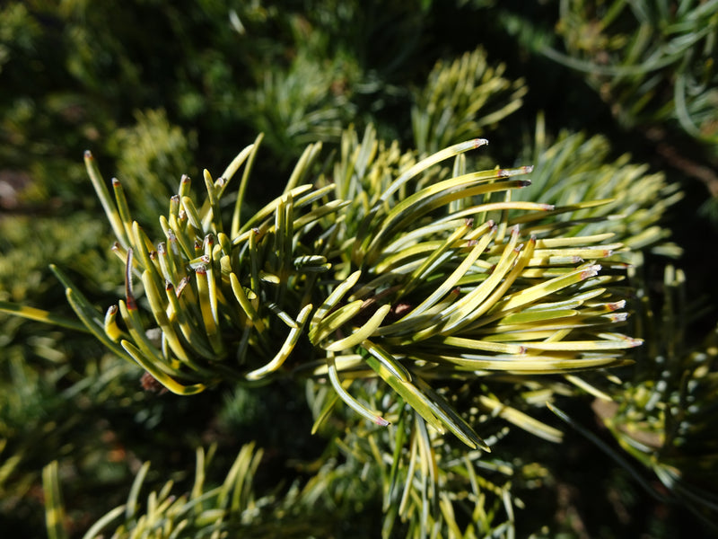 Pinus parviflora 'Golden Samurai' Japanese White Pine