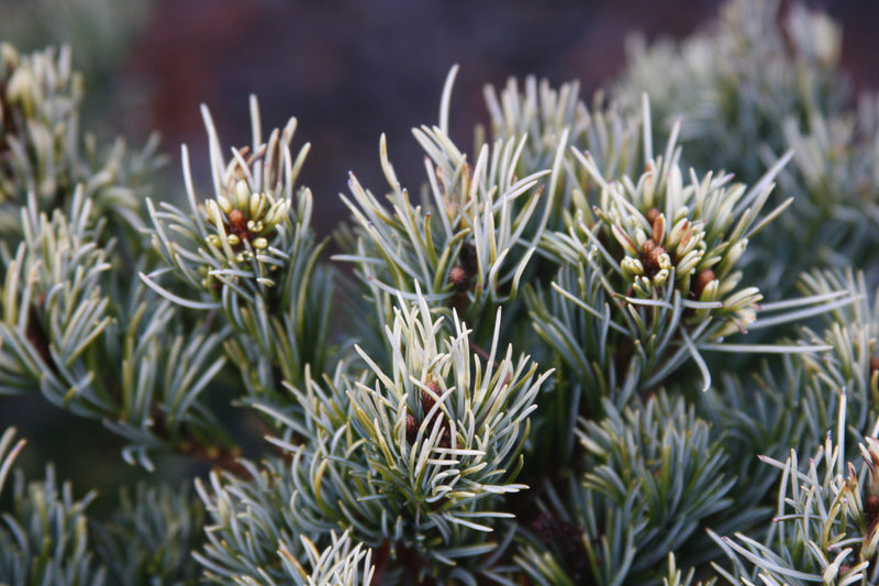 Pinus parviflora 'Golden Samurai' Japanese White Pine