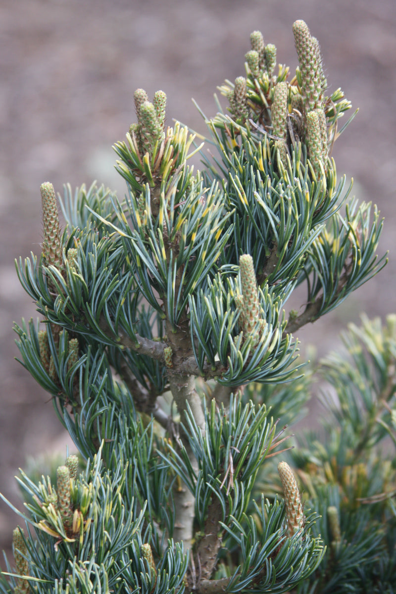Pinus parviflora 'Golden Samurai' Japanese White Pine