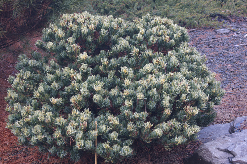 Pinus parviflora 'Golden Samurai' Japanese White Pine