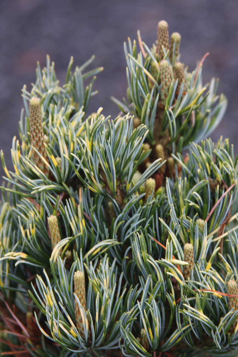 Pinus parviflora 'Golden Samurai' Japanese White Pine