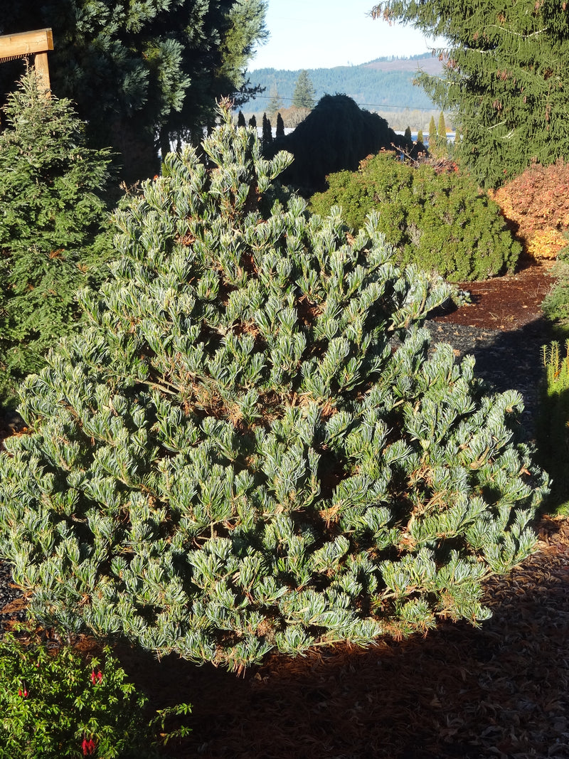 Pinus parviflora 'Golden Samurai' Japanese White Pine
