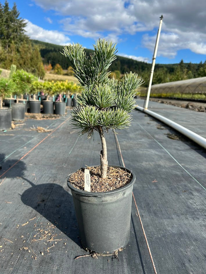 Pinus parviflora 'Tokyo Dwarf' Dwarf White Pine
