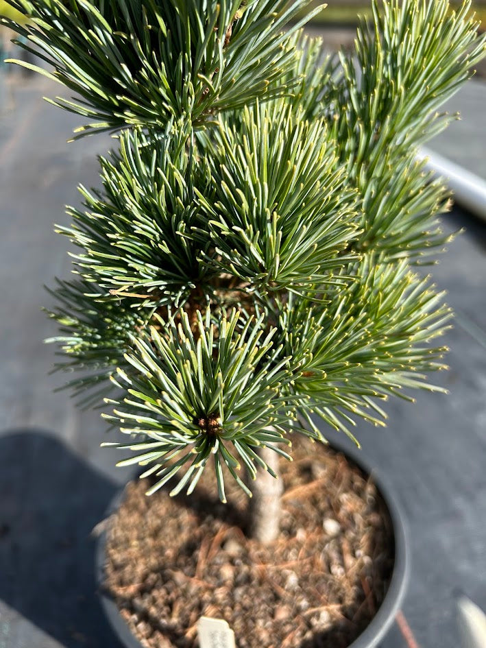 Pinus parviflora 'Tokyo Dwarf' Dwarf White Pine
