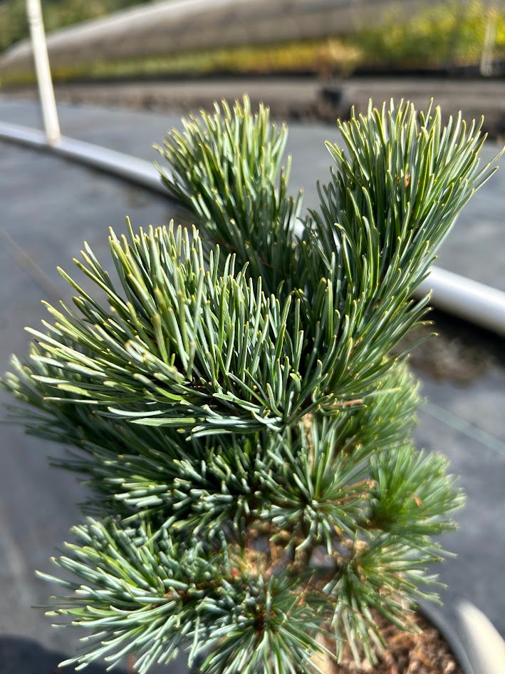 Pinus parviflora 'Tokyo Dwarf' Dwarf White Pine