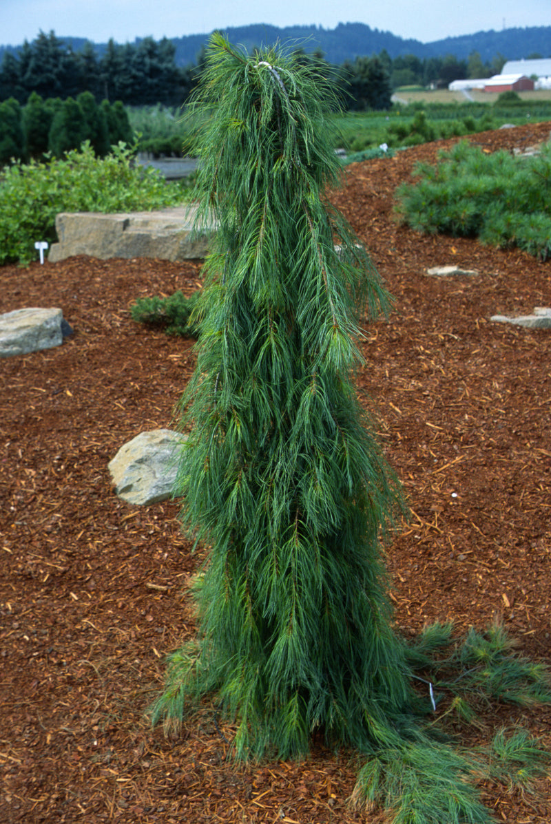 Pinus strobus 'Angel Falls' Weeping White Pine