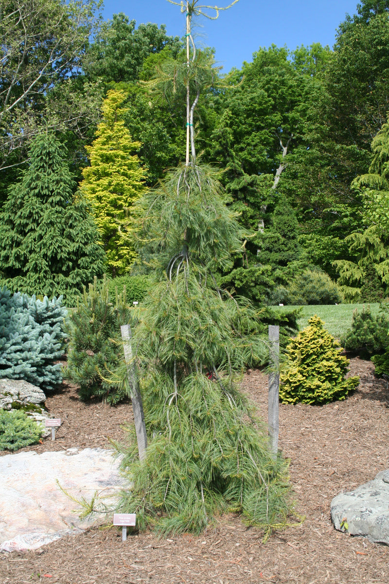Pinus strobus 'Angel Falls' Weeping White Pine