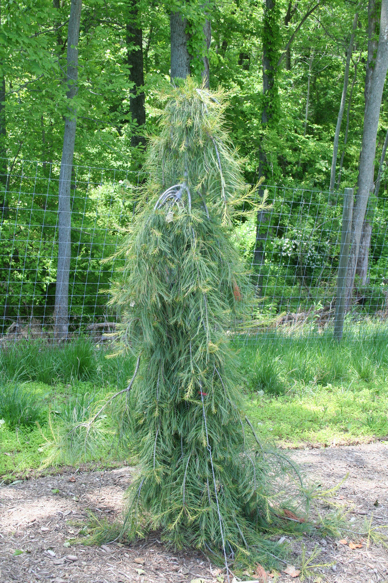 Pinus strobus 'Angel Falls' Weeping White Pine