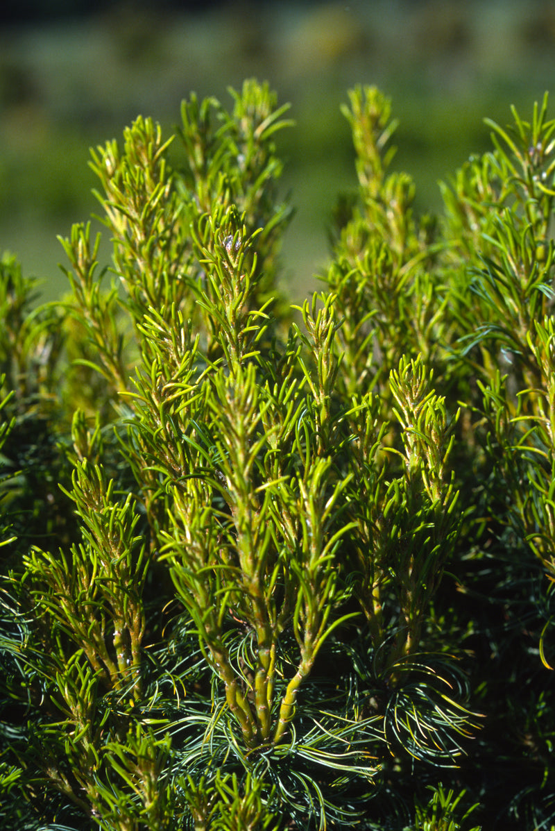 Pinus strobus 'Mini Twists' Dwarf White Pine