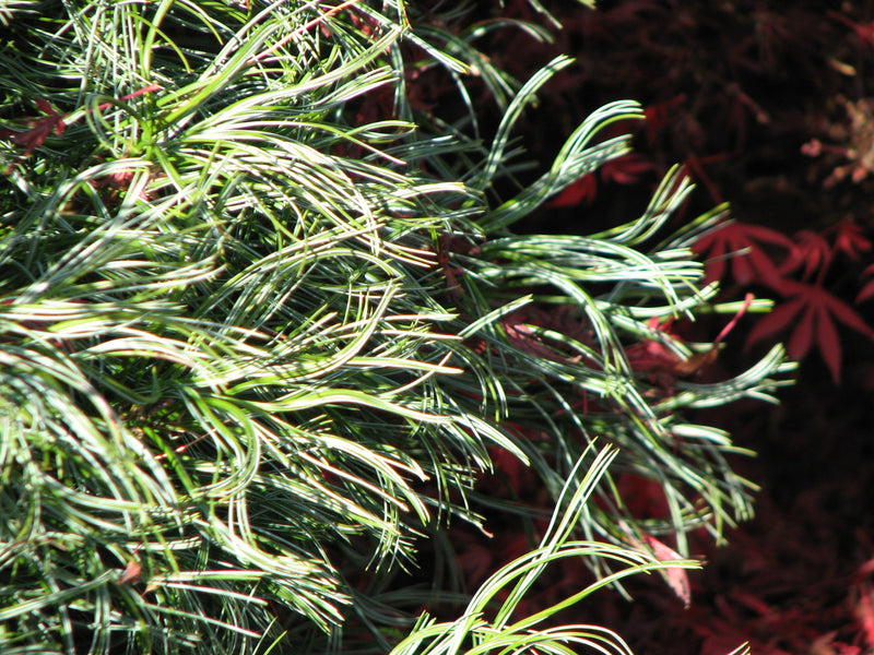 Pinus strobus 'Mini Twists' Dwarf White Pine
