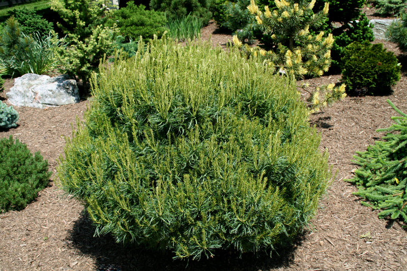 Pinus strobus 'Mini Twists' Dwarf White Pine