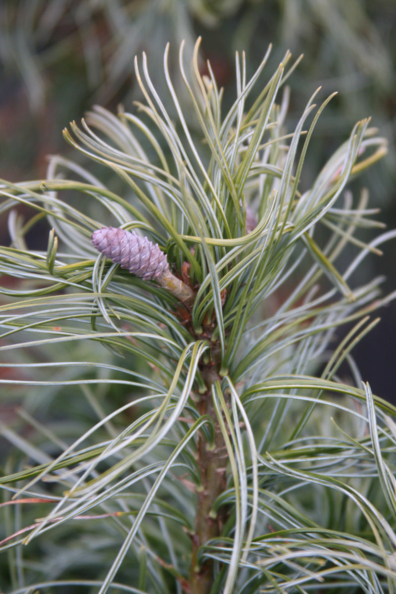 Pinus strobus 'Mini Twists' Dwarf White Pine