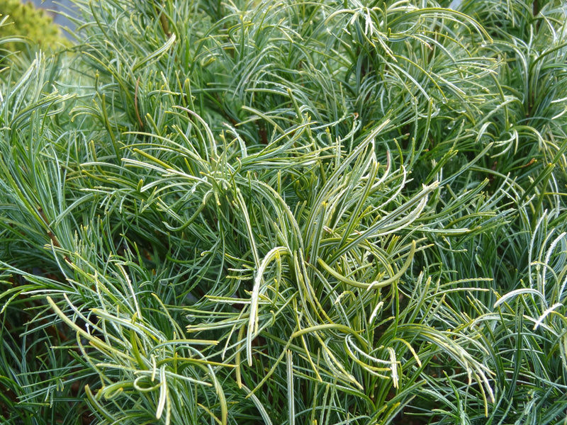 Pinus strobus 'Mini Twists' Dwarf White Pine