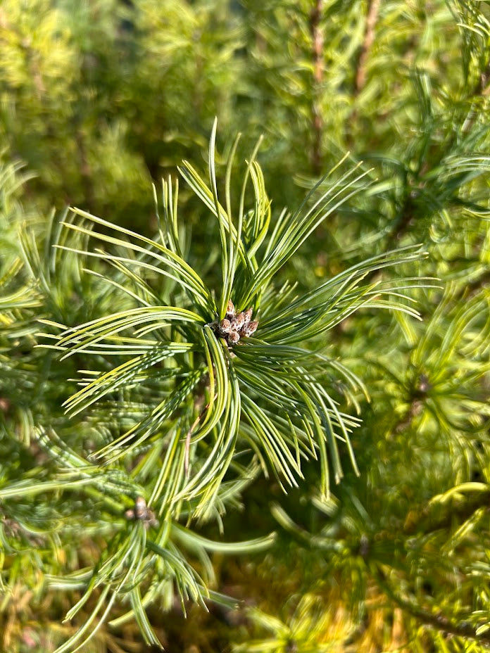 Pinus strobus 'Mini Twists' Dwarf White Pine