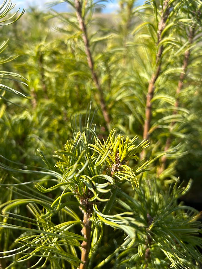 Pinus strobus 'Mini Twists' Dwarf White Pine