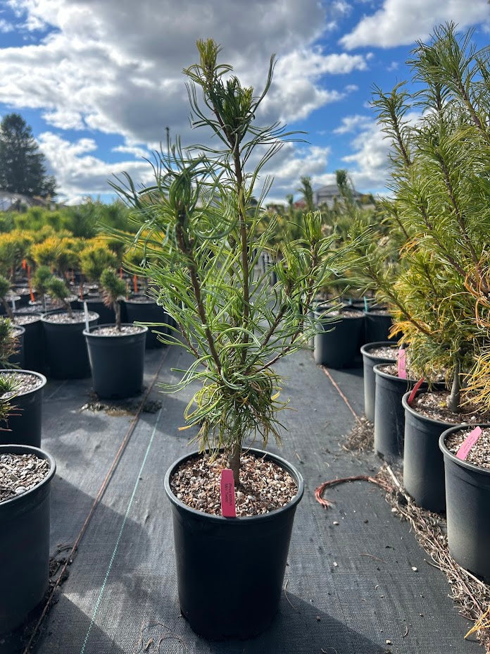 Pinus strobus 'Mini Twists' Dwarf White Pine