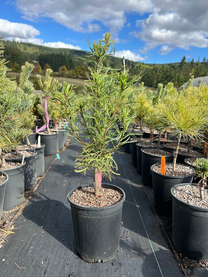Pinus strobus 'Mini Twists' Dwarf White Pine