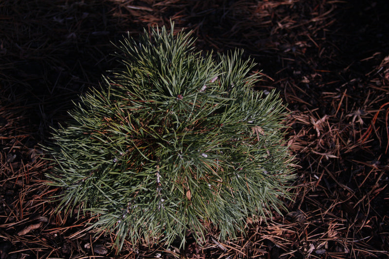 Pinus sylvestris 'Duple's Bar Harbor' Dwarf Scots Pine
