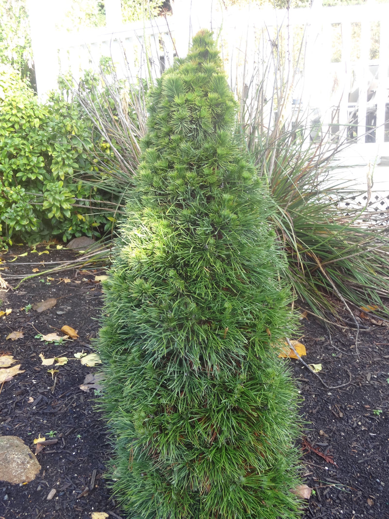 Pinus sylvestris 'Green Penguin' Dwarf Scot's Pine