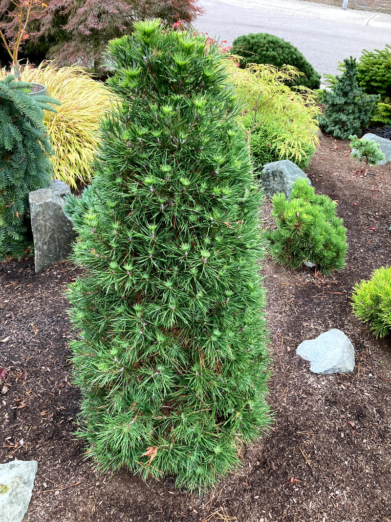 Pinus sylvestris 'Green Penguin' Dwarf Scot's Pine