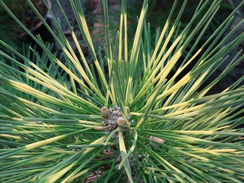 Pinus thunbergii 'Shirome janome' Variegated Japanese Black Pine Tree