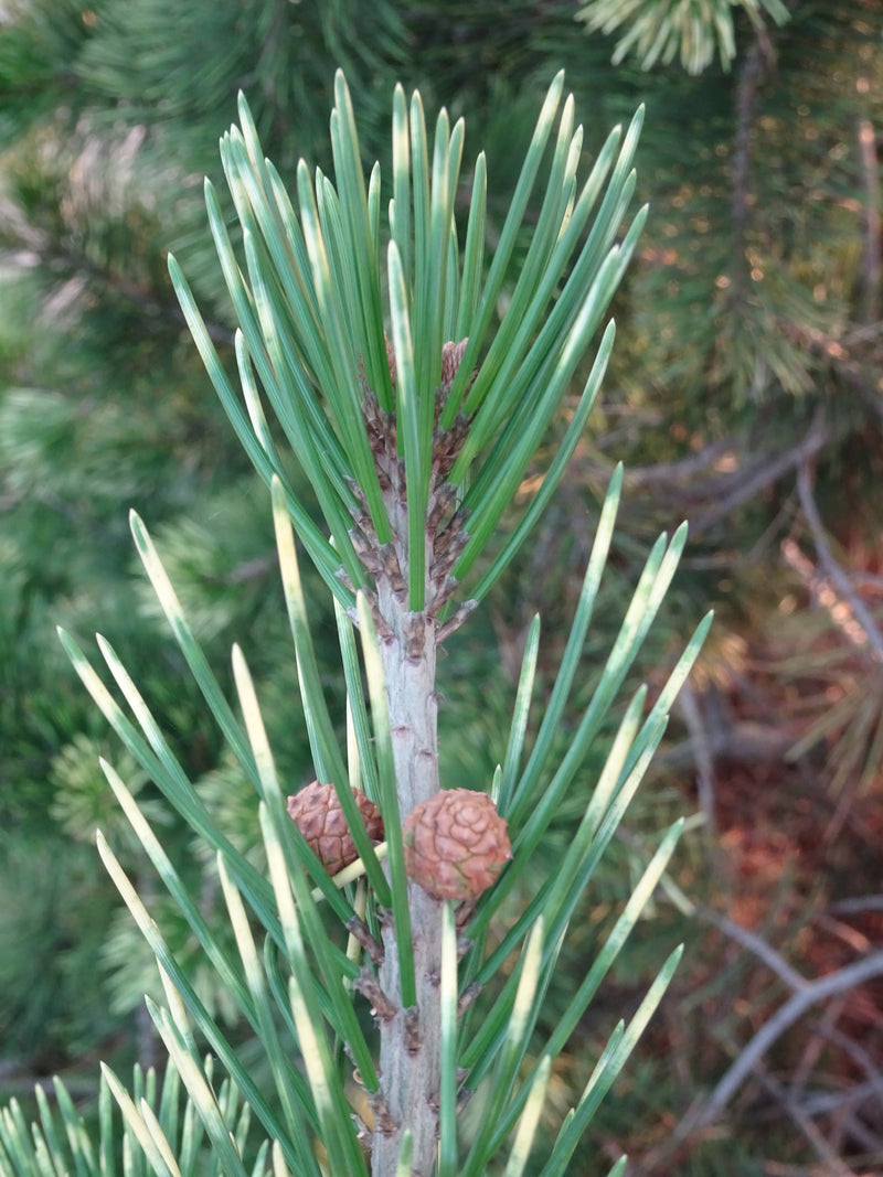 Pinus thunbergii 'Shirome janome' Variegated Japanese Black Pine Tree