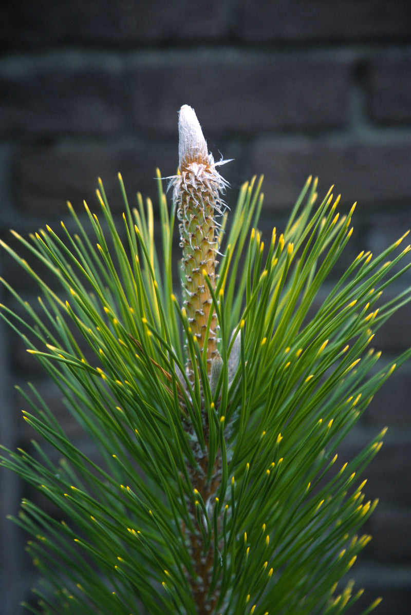 Pinus thunbergii 'Ogon' Golden Japanese Black Pine Tree