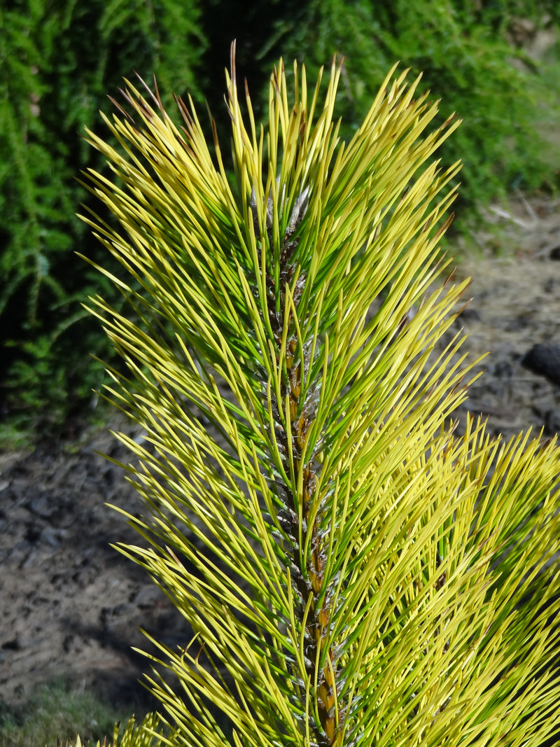Pinus thunbergii 'Ogon' Golden Japanese Black Pine Tree