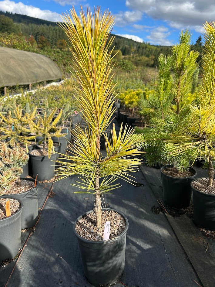 Pinus thunbergii 'Ogon' Golden Japanese Black Pine Tree