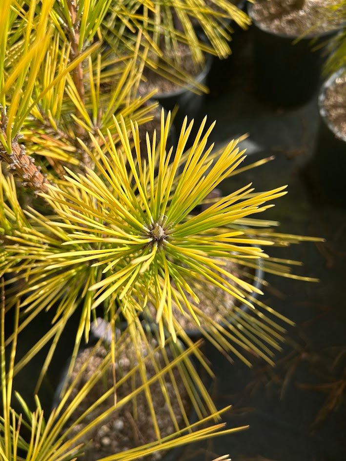 Pinus thunbergii 'Ogon' Golden Japanese Black Pine Tree
