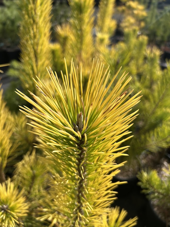 Pinus thunbergii 'Ogon' Golden Japanese Black Pine Tree