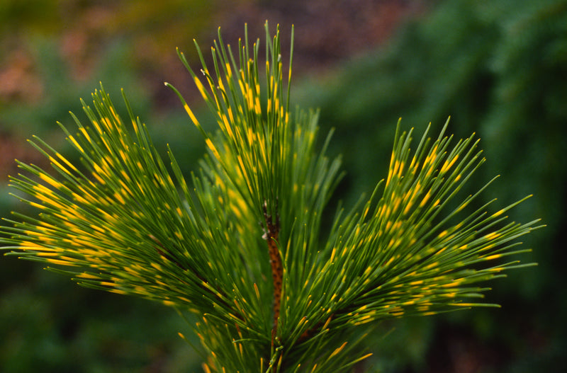 Pinus thunbergii 'Shirome janome' Variegated Japanese Black Pine Tree