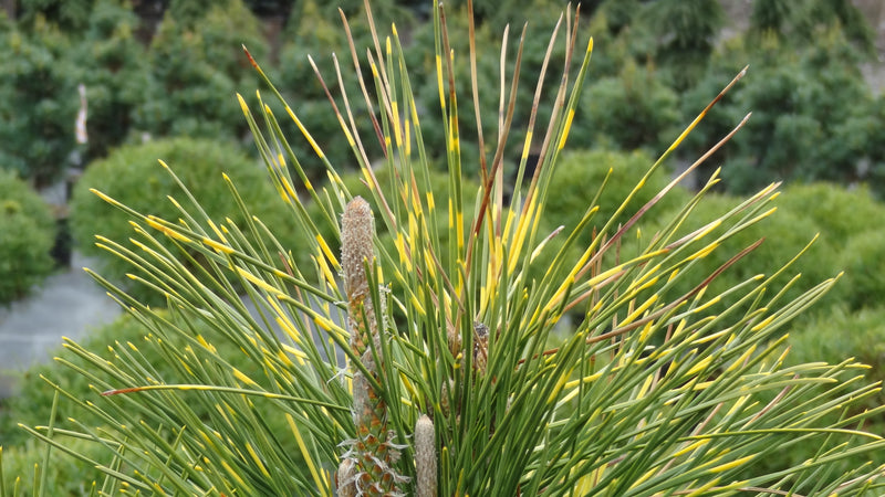 Pinus thunbergii 'Shirome janome' Variegated Japanese Black Pine Tree