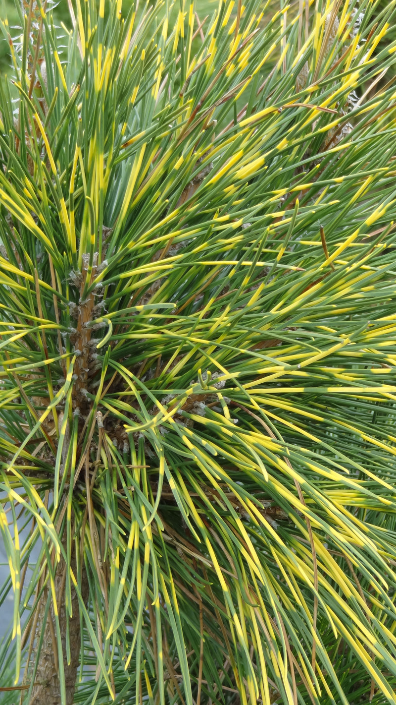 Pinus thunbergii 'Shirome janome' Variegated Japanese Black Pine Tree