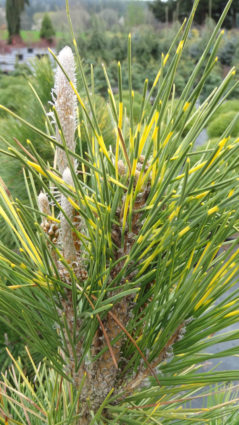 Pinus thunbergii 'Shirome janome' Variegated Japanese Black Pine Tree
