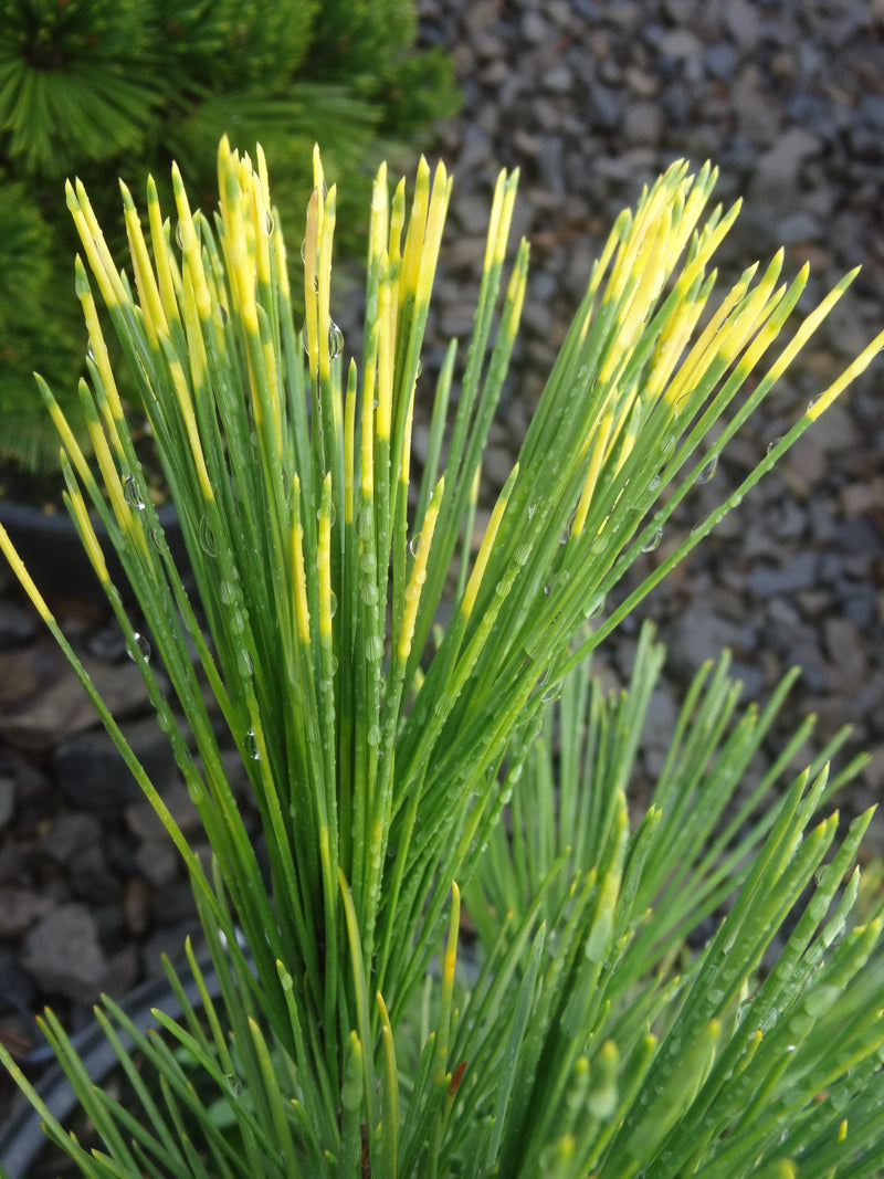 Pinus thunbergii 'Shirome janome' Variegated Japanese Black Pine Tree