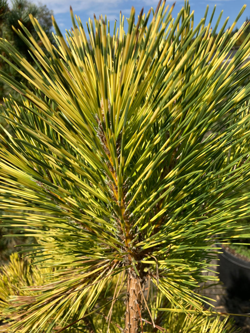 Pinus thunbergii 'Shirome janome' Variegated Japanese Black Pine Tree