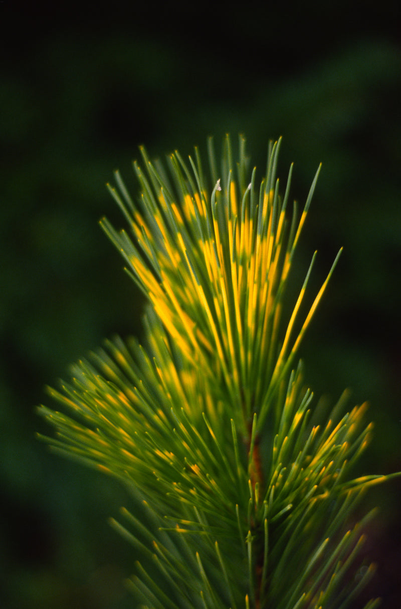 Pinus thunbergii 'Shirome janome' Variegated Japanese Black Pine Tree
